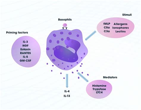 function of basophils|Basophils: What They Are and What They Do .